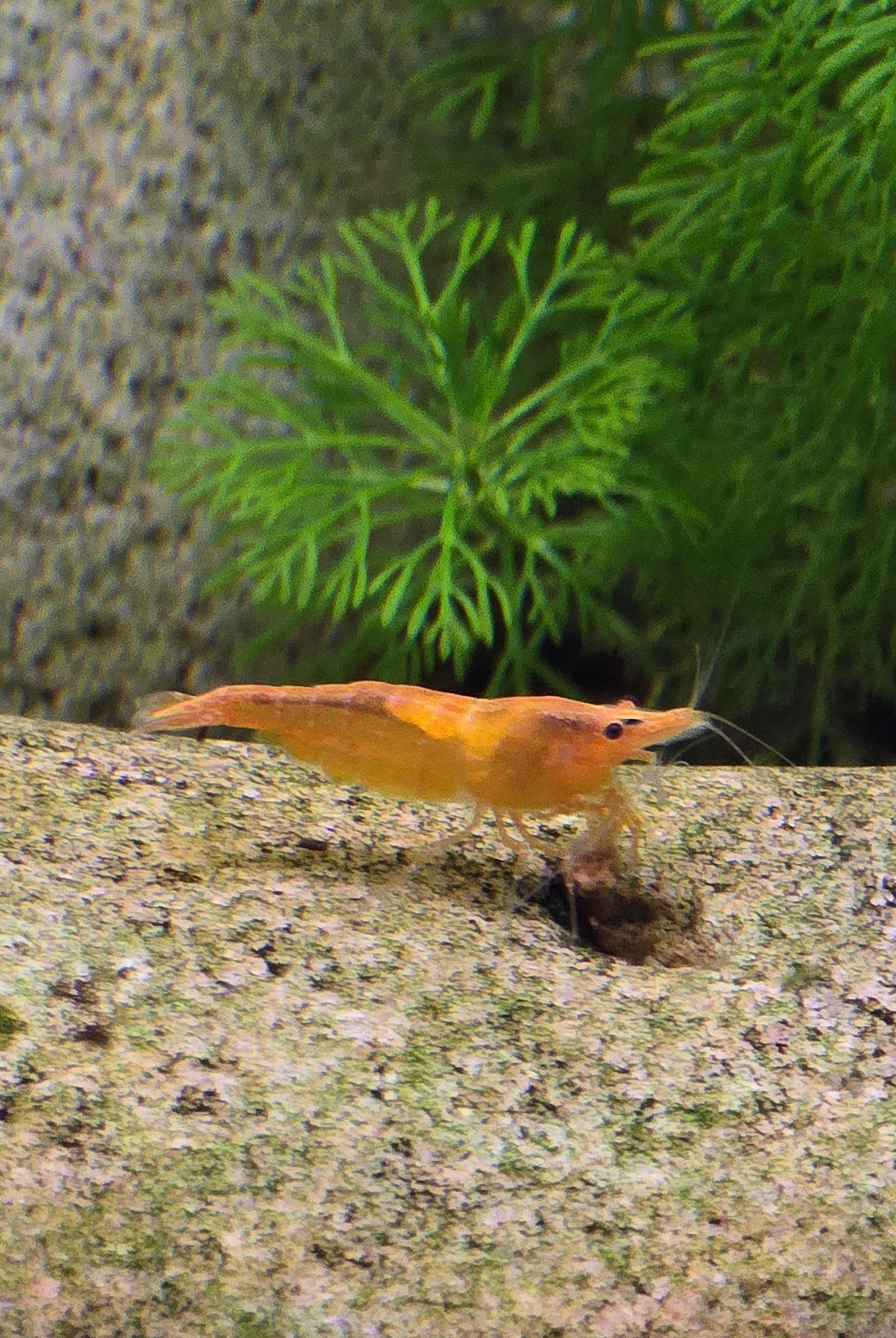 Orange pumpkin shrimp on a rock with green plants in the background.