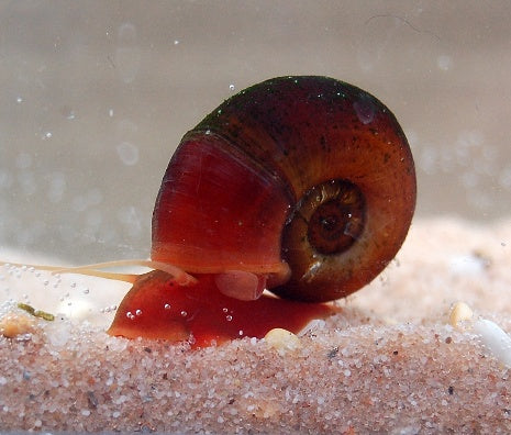 Ramshorn Snail in a tropical fish tank on a sandy surface with a blurred background