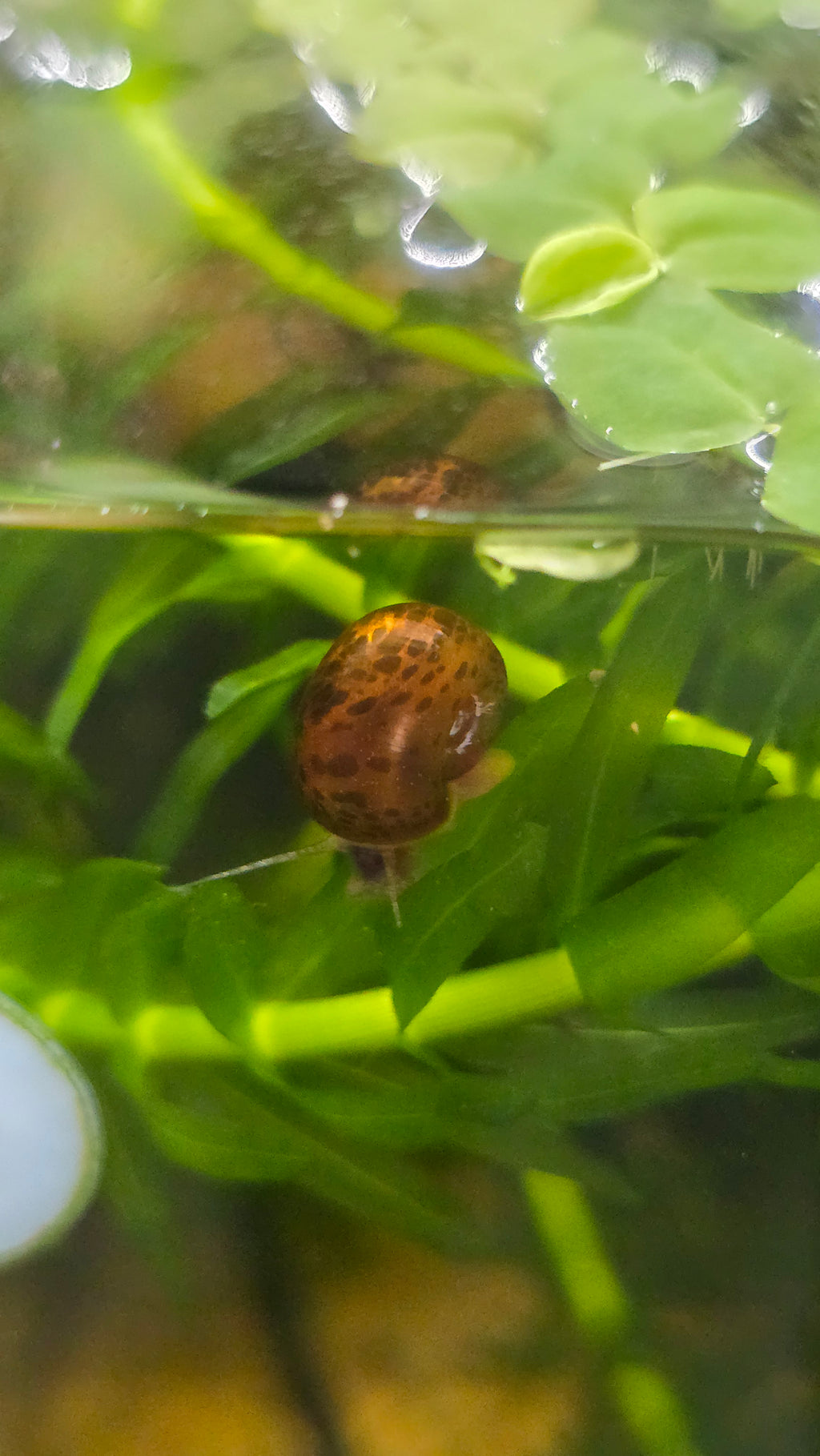 Ramshorn Snail on a leaf in a tropical fish tank with a blurred background