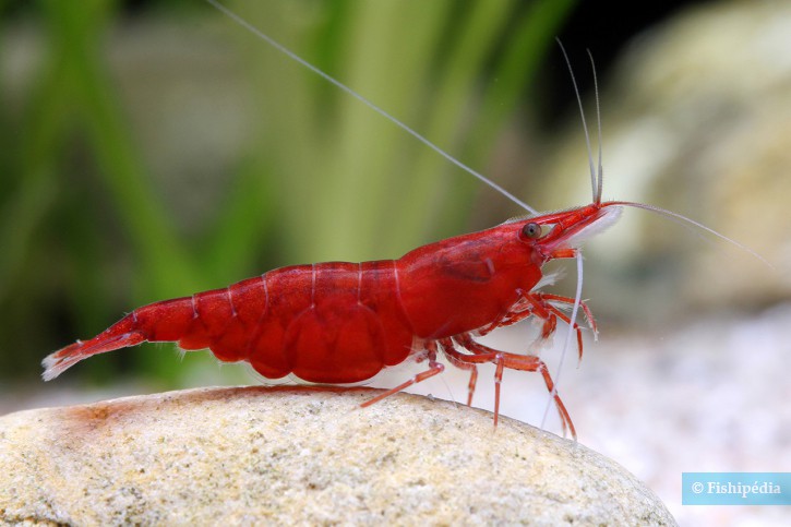 Red cherry shrimp on a rock with a blurred natural background.