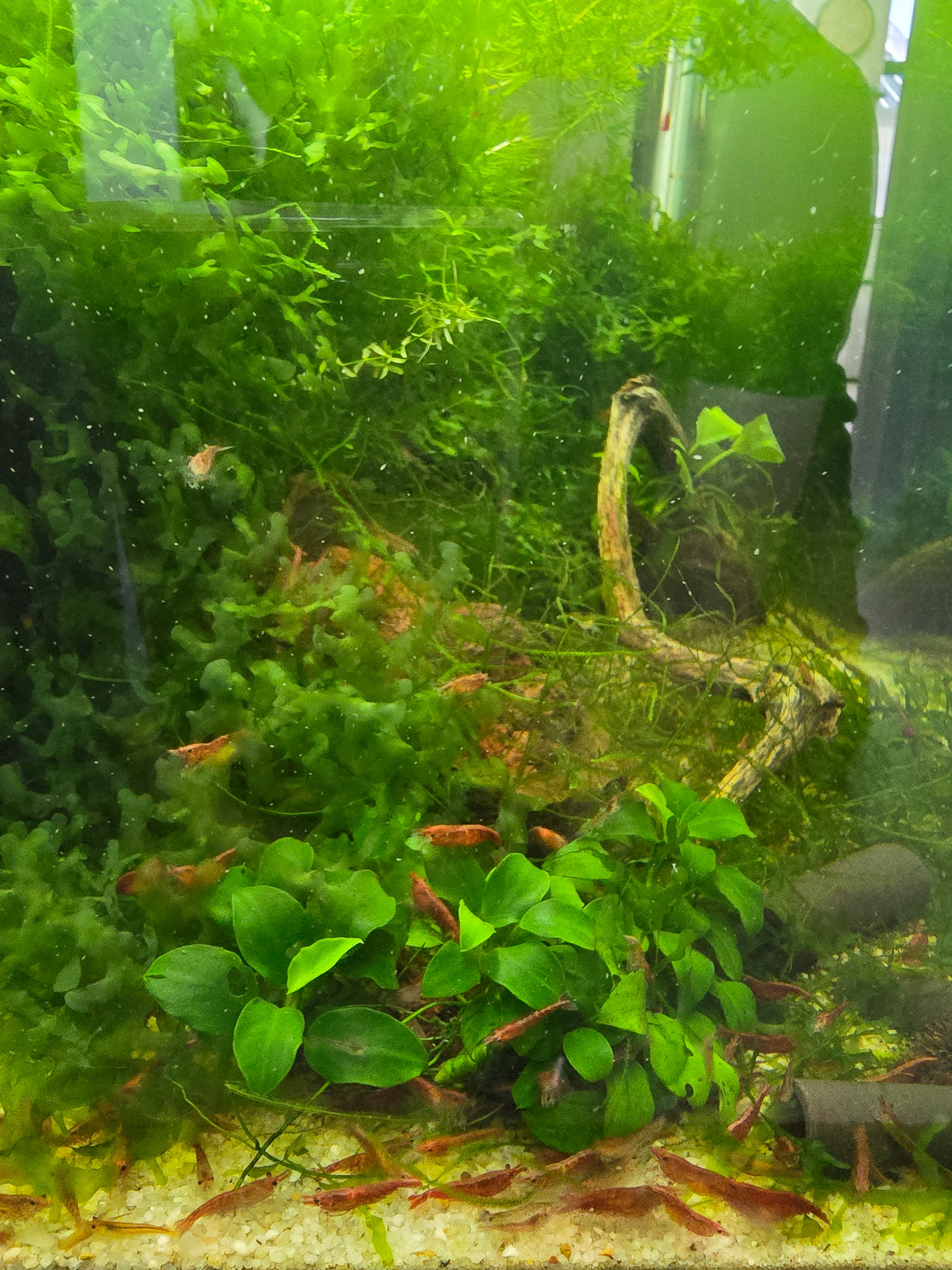 Tropical aquarium fish tank with green plants and red cherry shrimp.