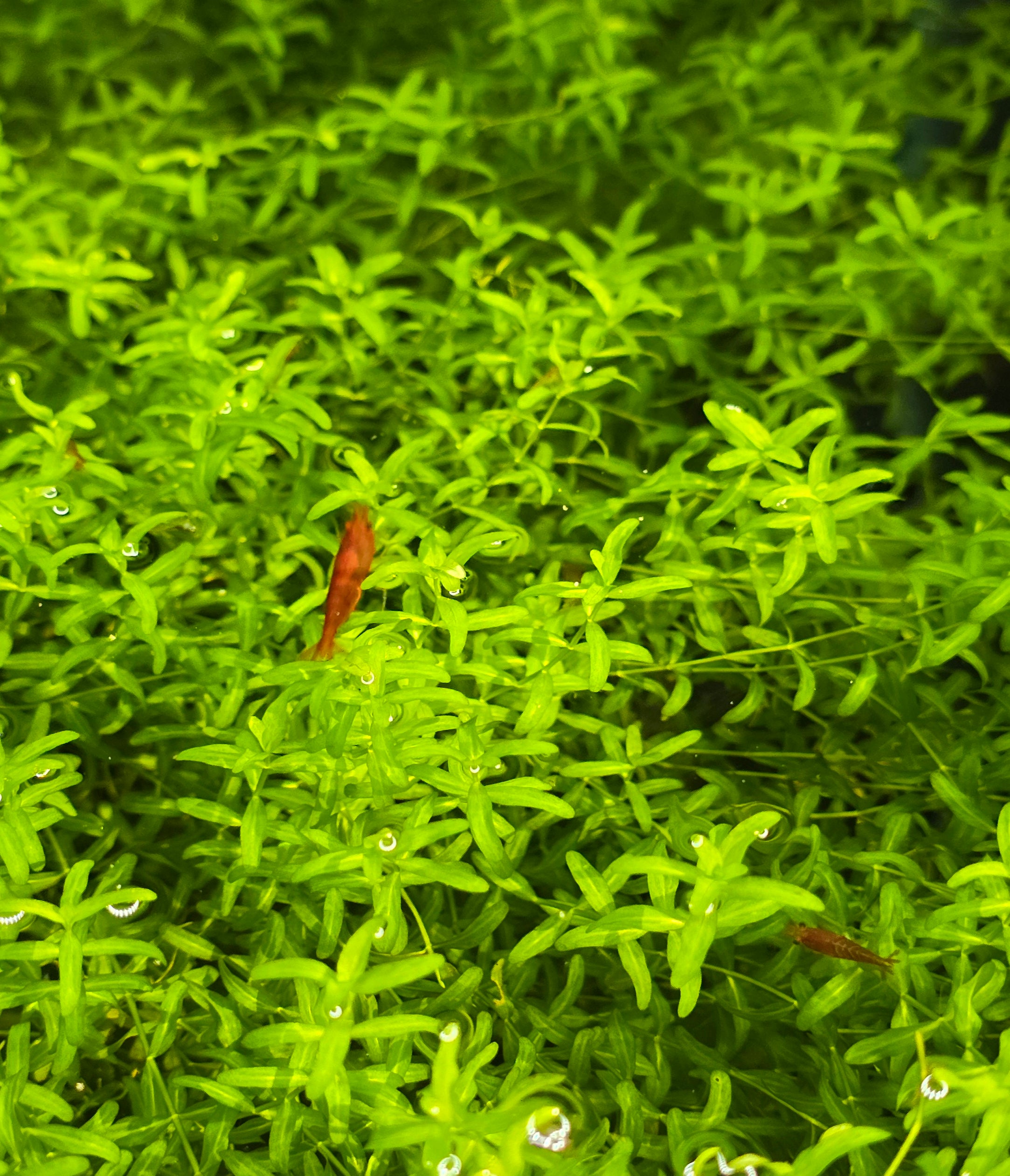 Close-up of red cherry shrimp on green tropical plants in a fish tank. 