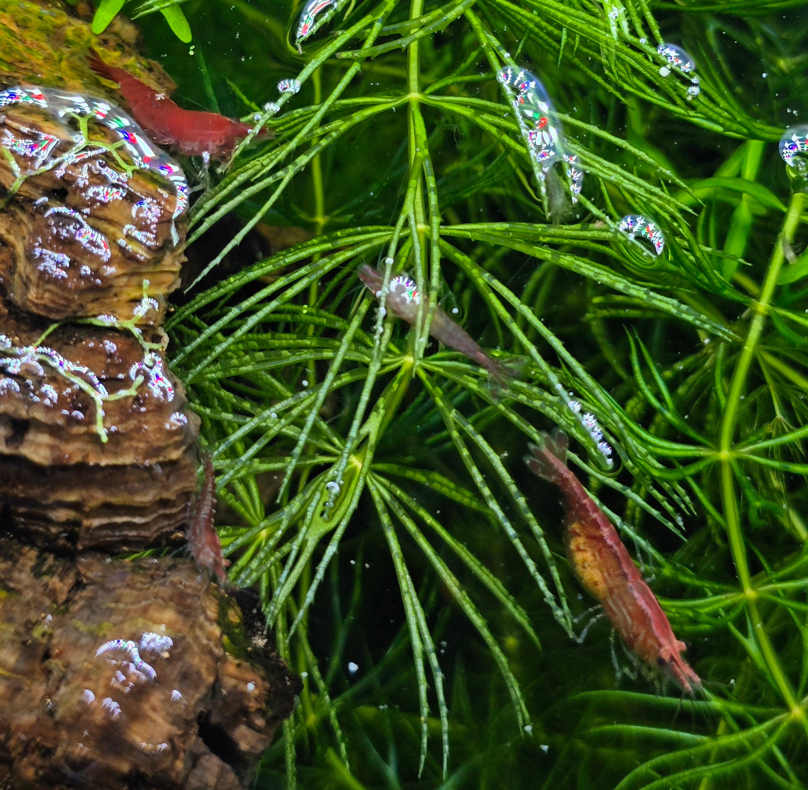 Aquatic scene with green plants, a piece of wood, and small red cherry shrimps in an aquarium setting.
