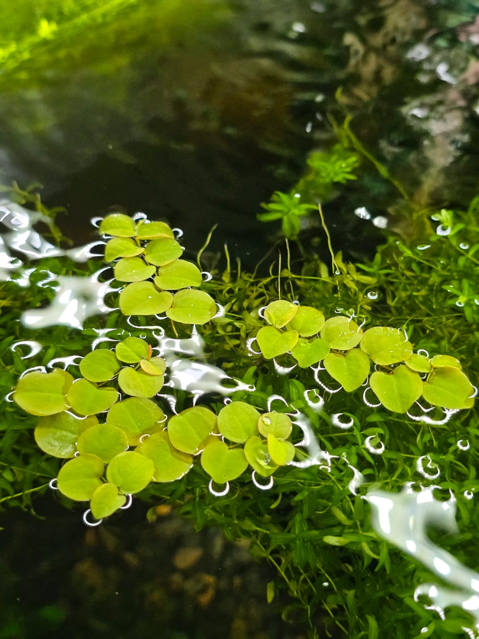 Green red root floater plants on water in a tropical fish tank. 