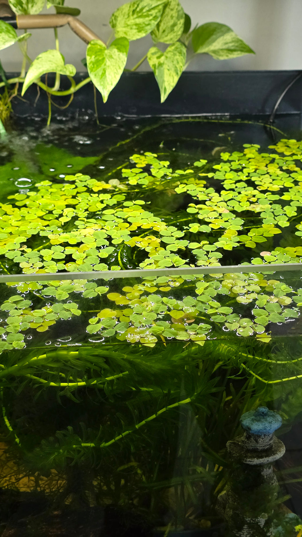 Aquarium with green red root floater plants and water.