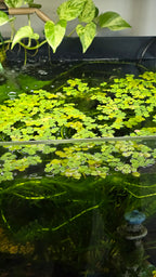 Aquarium with green red root floater plants and water.