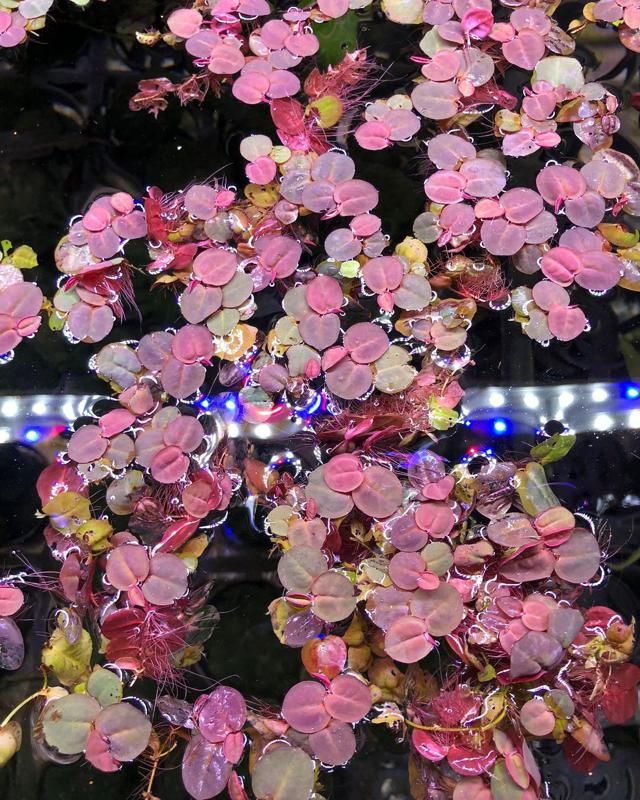 red root floater plants top view in a tropical fish tank. 