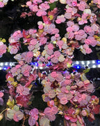 red root floater plants top view in a tropical fish tank. 
