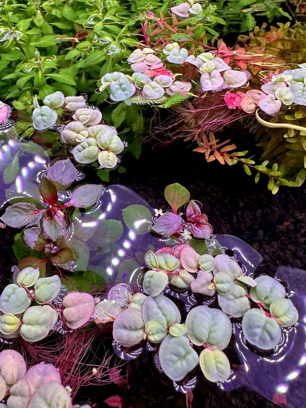 red root floater plants top view of a tropical aquarium. 