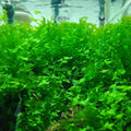 Close-up of green aquatic subwassertang plants in a tropical aquarium setting.