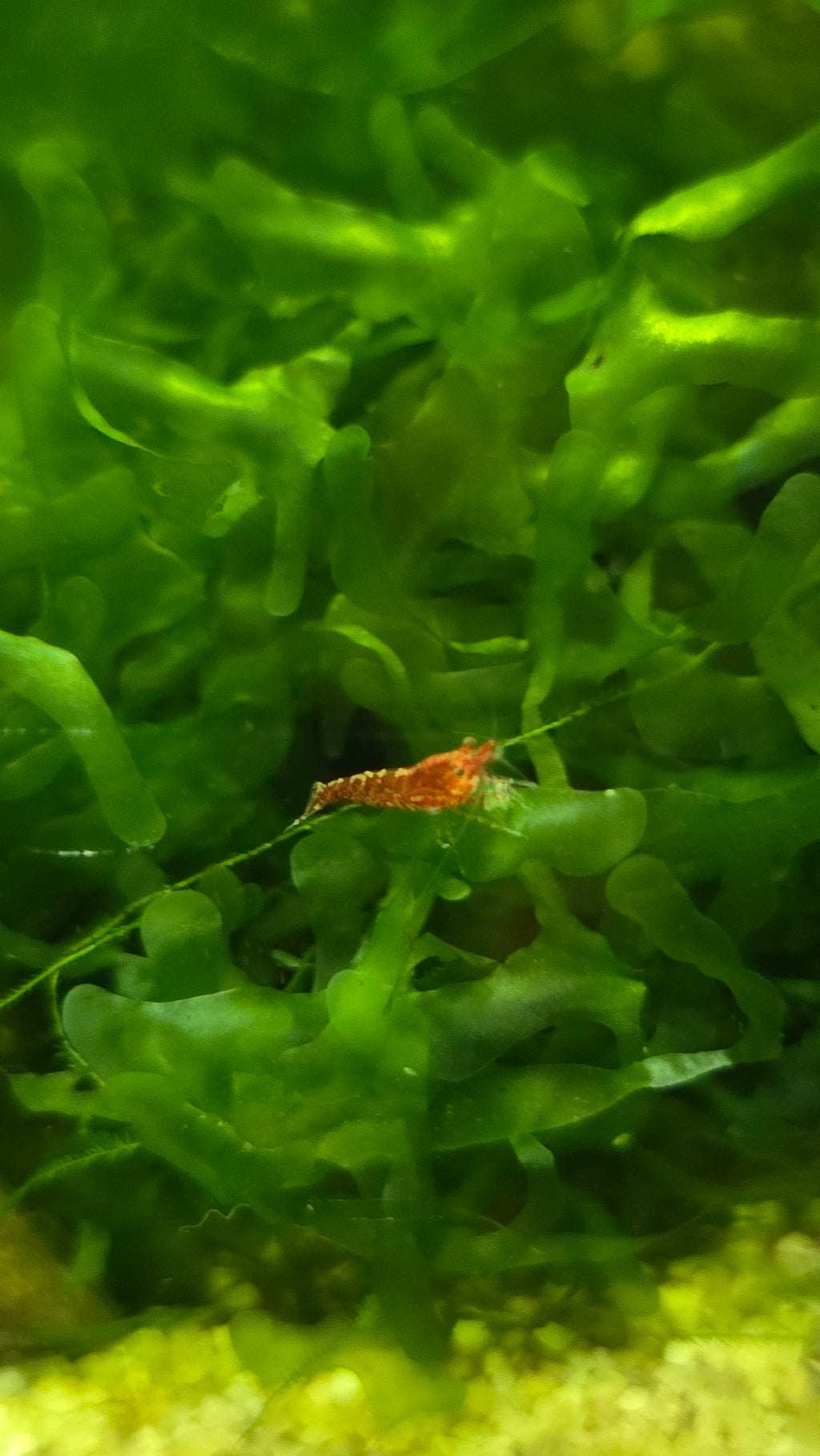 Small red shrimp hiding among green aquatic subwassertang plants.