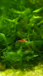 Small red shrimp hiding among green aquatic subwassertang plants.