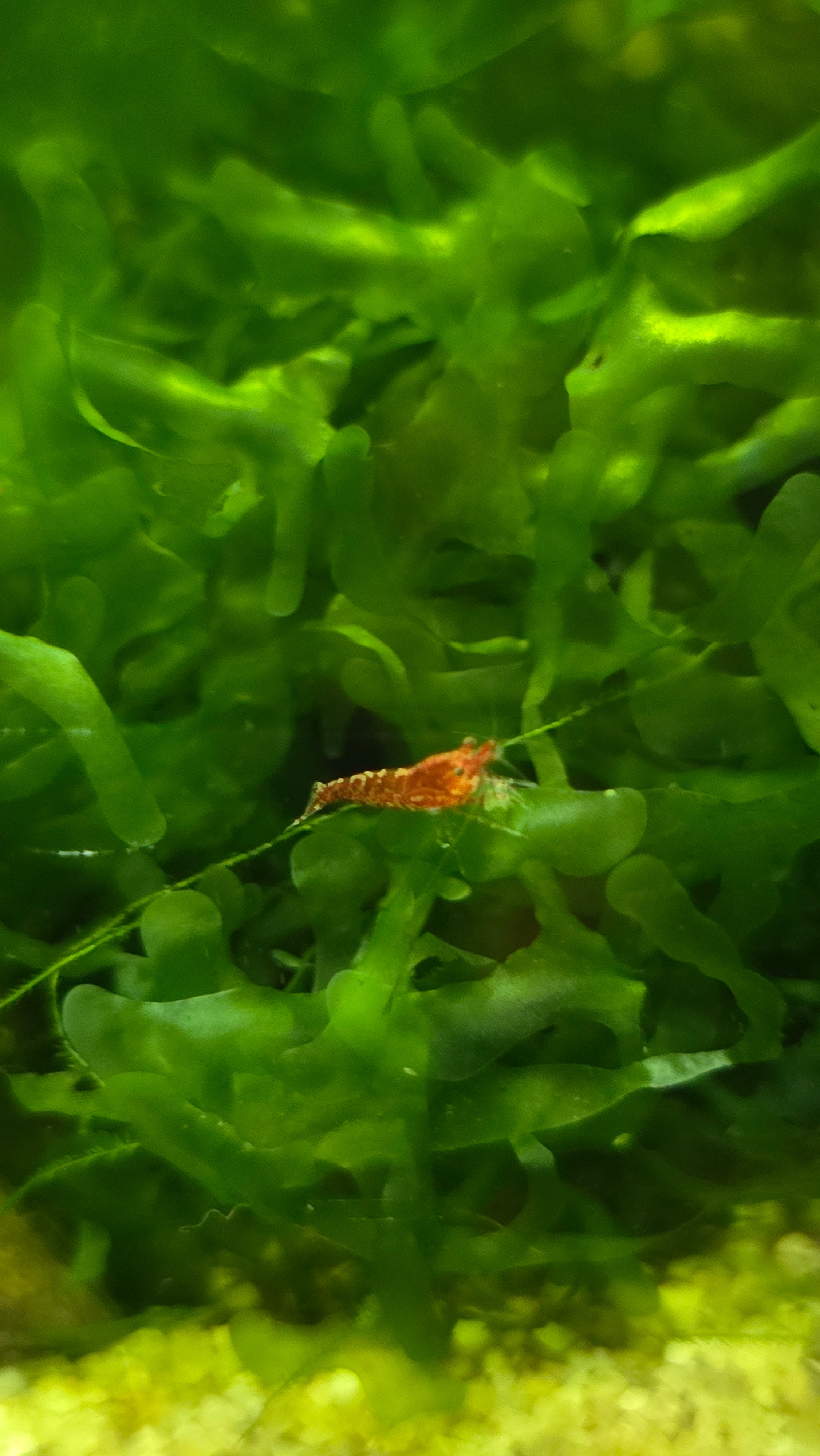 Small red shrimp hiding among green aquatic subwassertang plants.