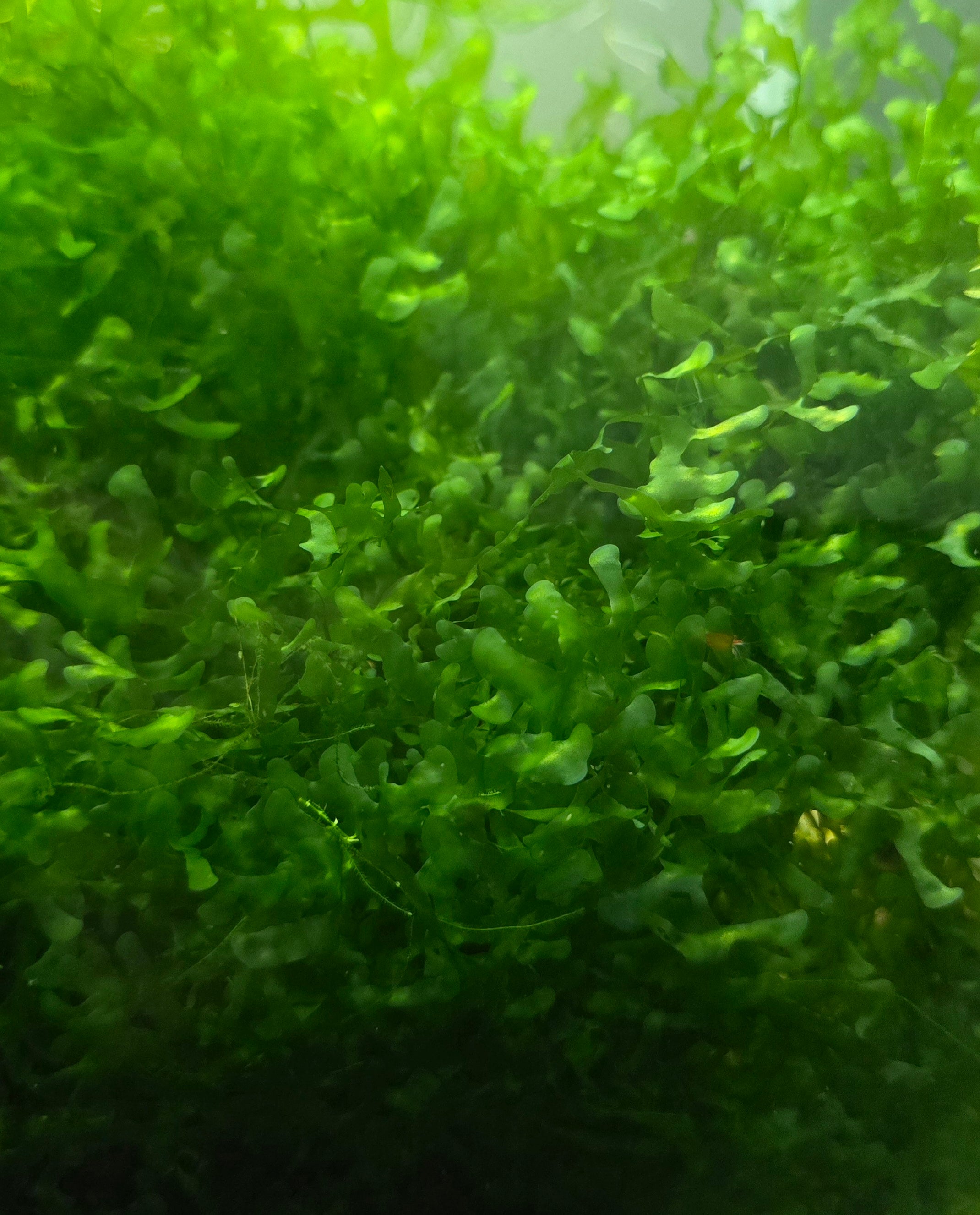 Close-up of green aquatic subwassertang plants in water.