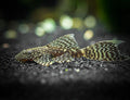 Chocolate Bristlenose Pleco (Longfin)