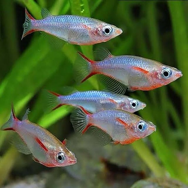 Daisy's Blue Rice Fish (Orysias Woworae)