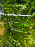 Elodea