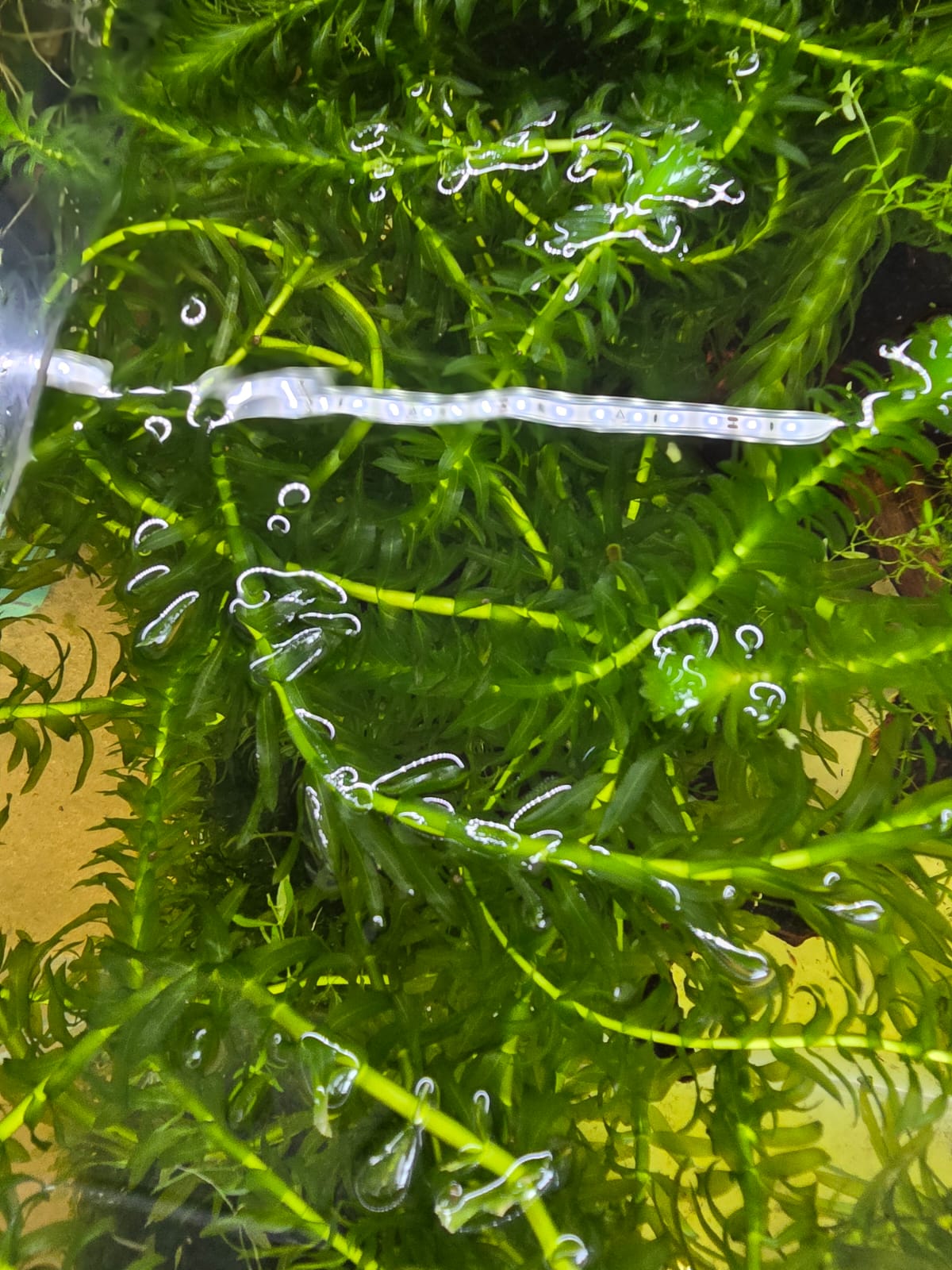 Elodea
