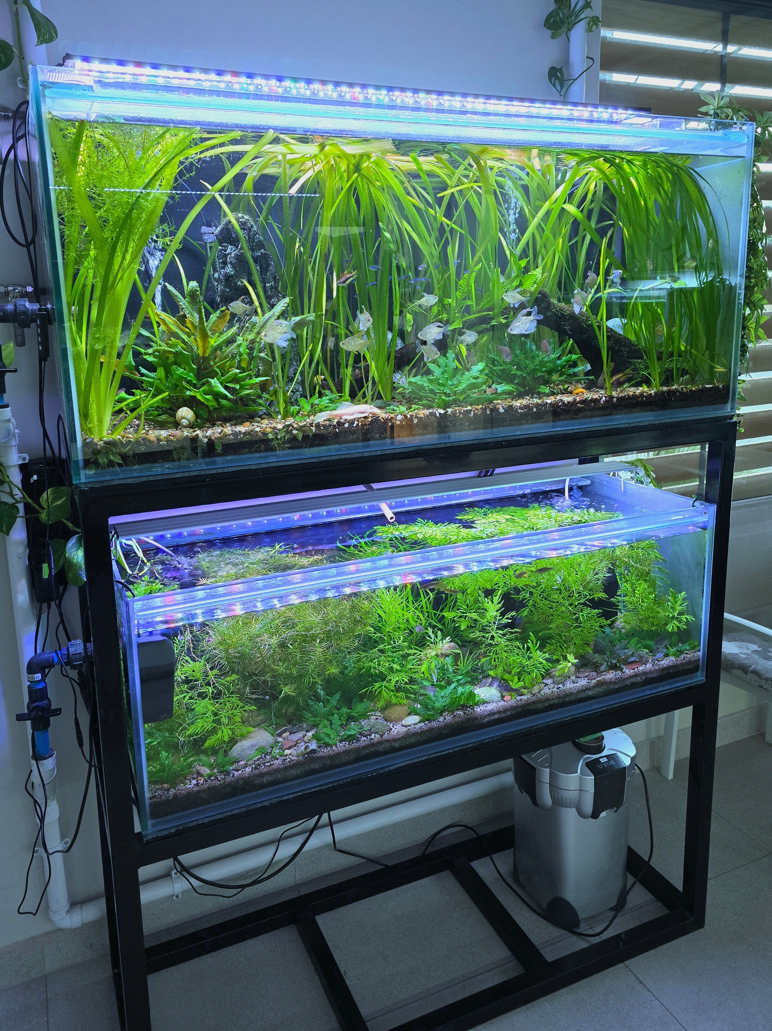 Two aquariums with plants and fish on a stand indoors.