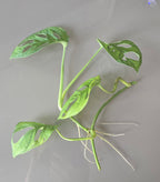 Monkey Mask (Monstera adansonii)