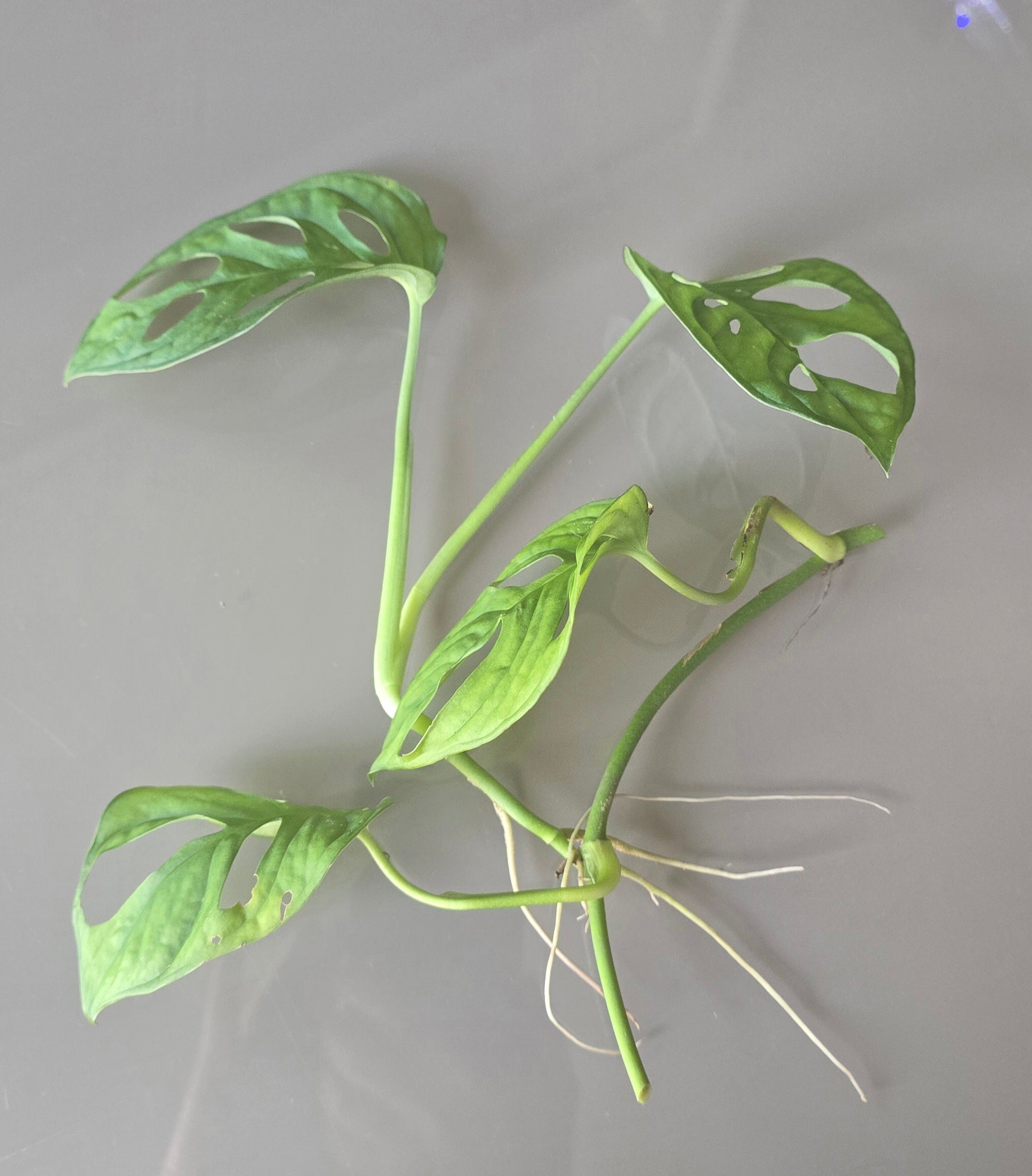 Monkey Mask (Monstera adansonii)