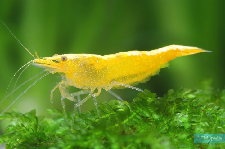 24K Gold shrimp - Neocaridina