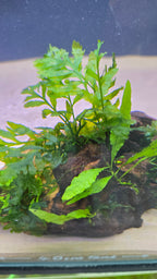 Oasis #01 (Mopane wood with Java fern & Bolbitis)