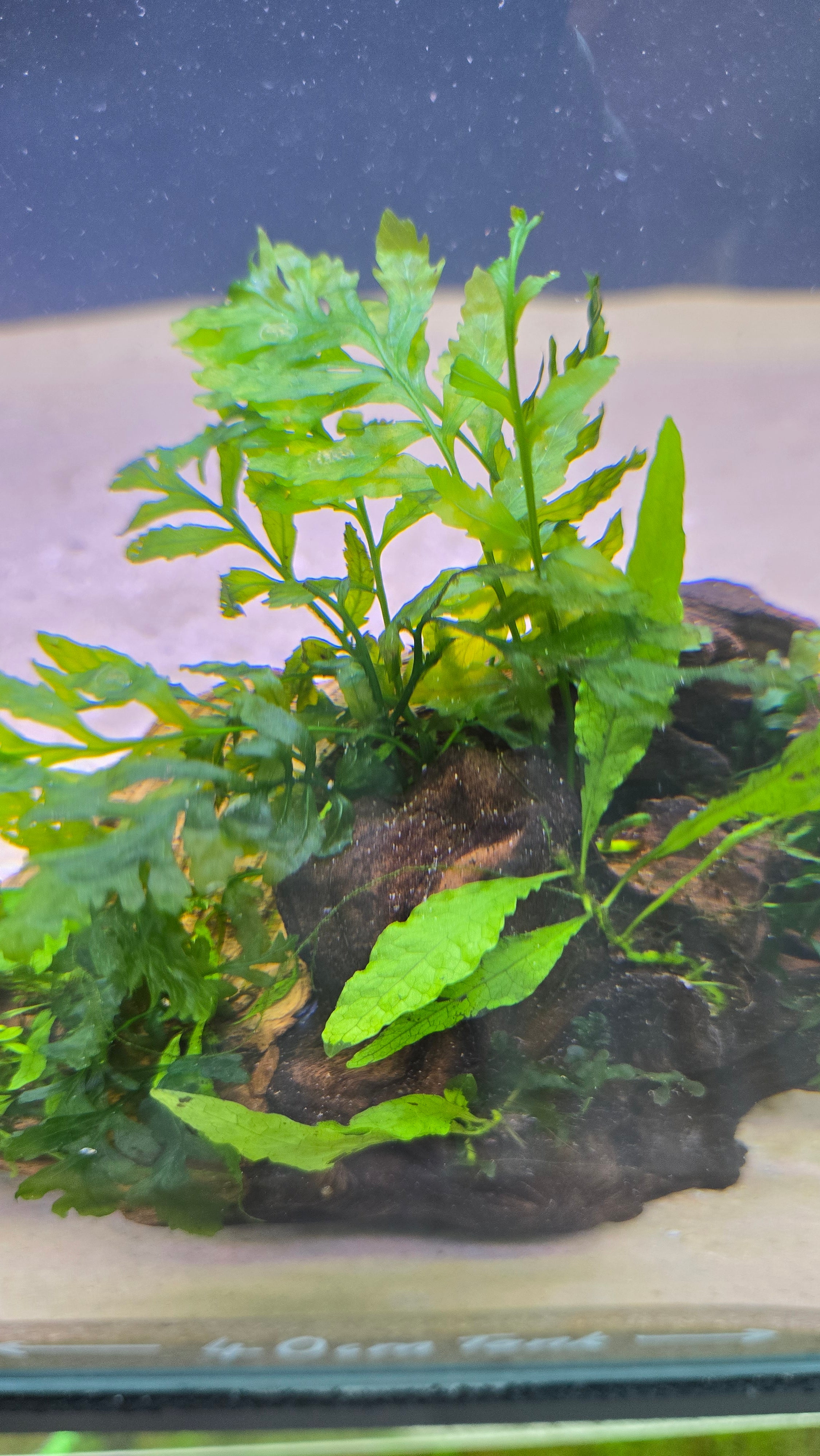 Oasis #01 (Mopane wood with Java fern & Bolbitis)