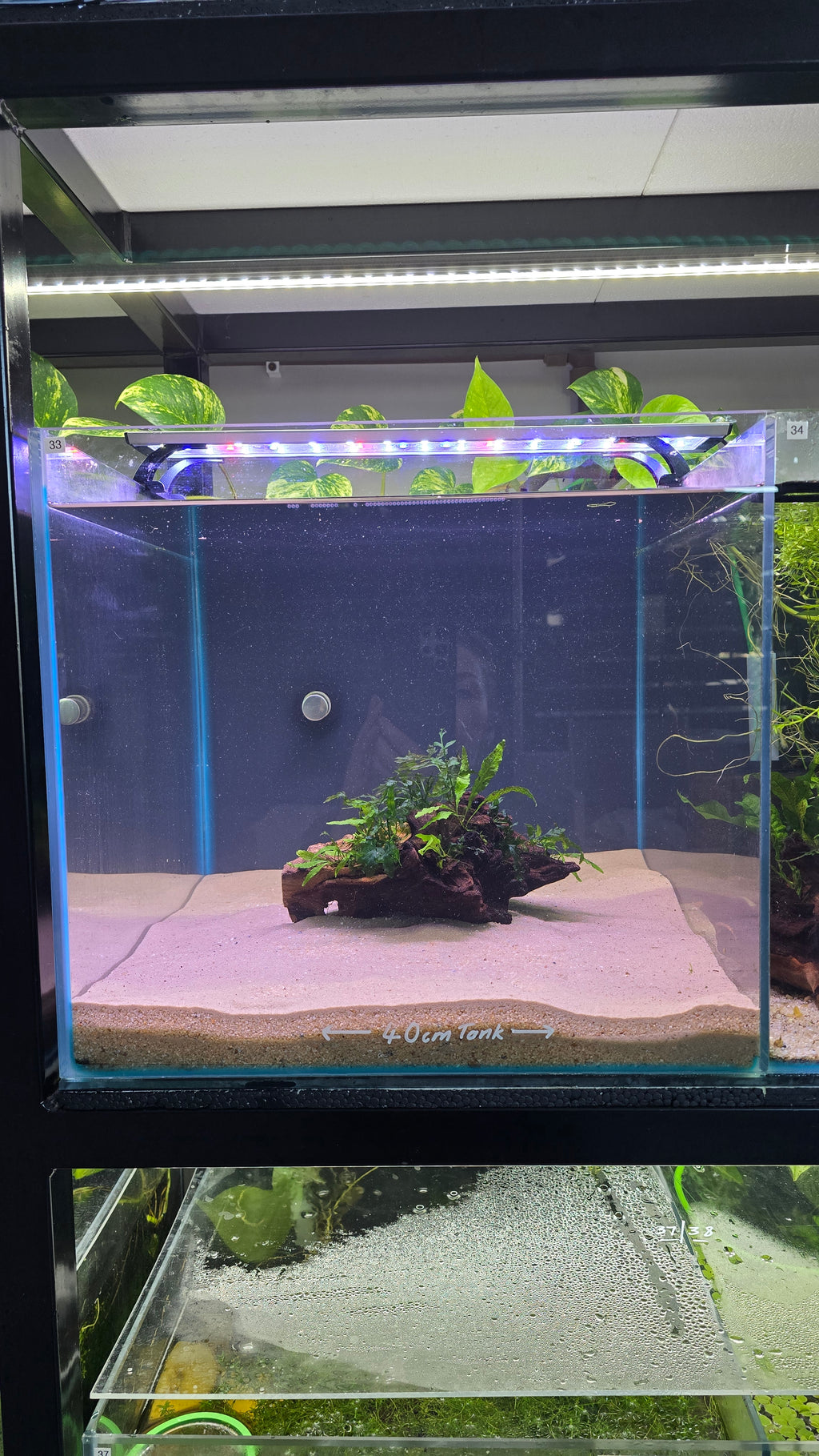 Oasis #01 (Mopane wood with Java fern & Bolbitis)