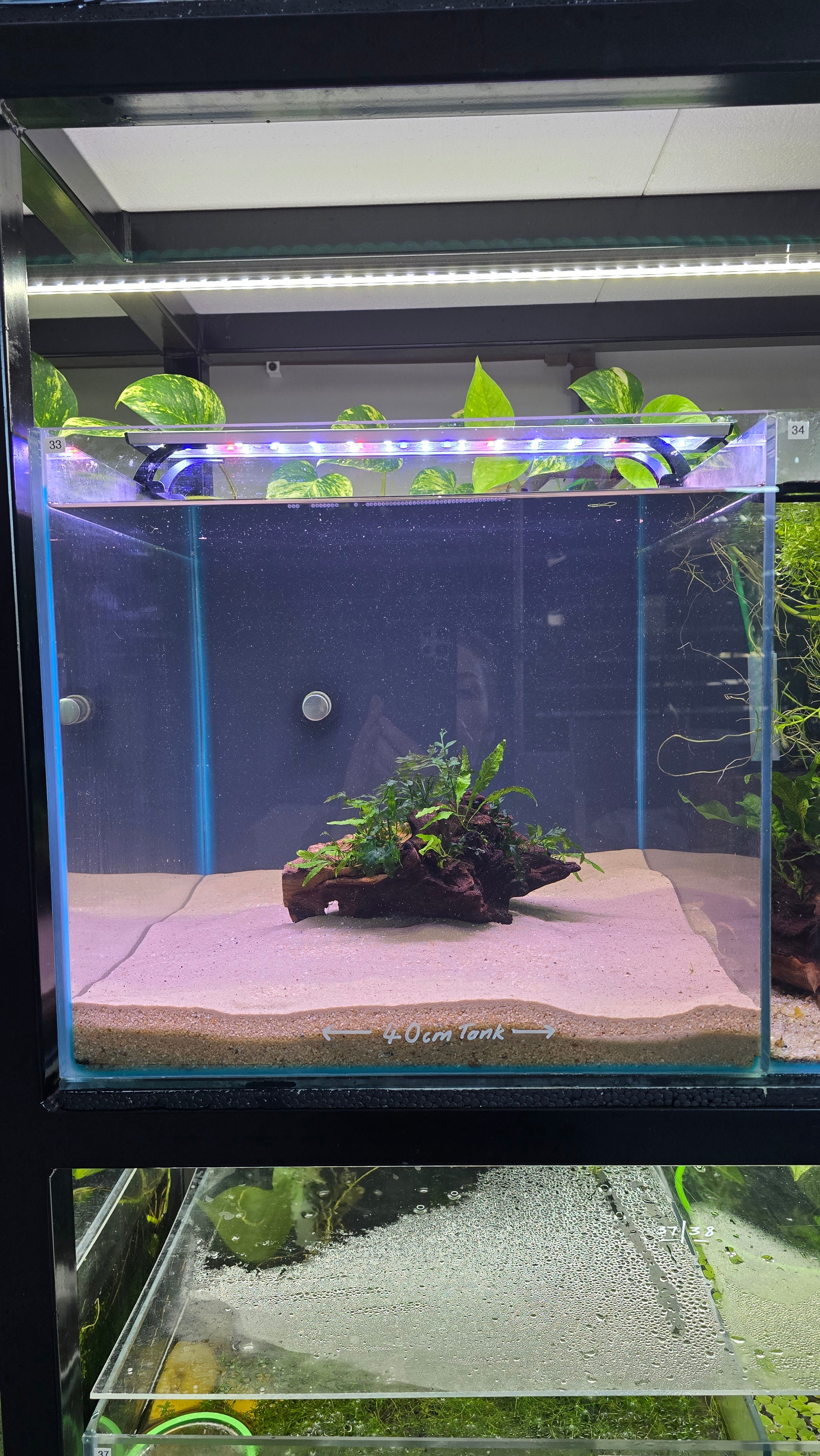 Oasis #01 (Mopane wood with Java fern & Bolbitis)
