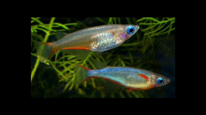 Daisy's Blue Ricefish Group Special (Oryzias Woworae)