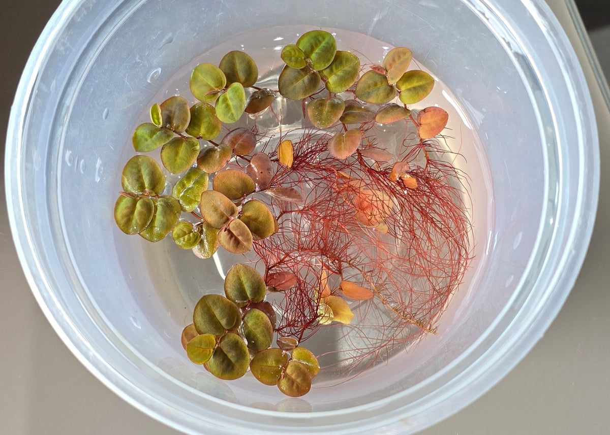 Red Root Floater