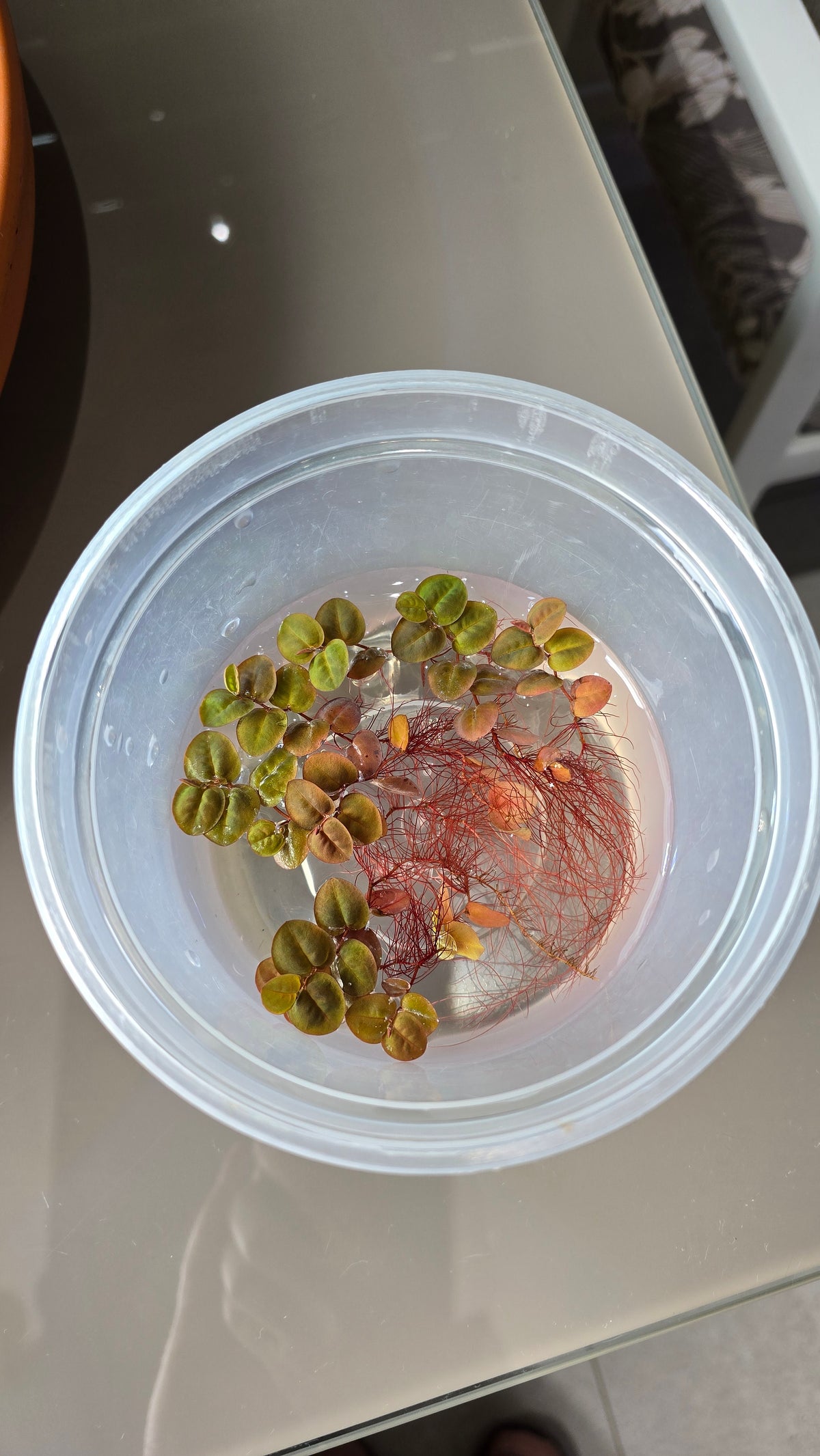Red Root Floater