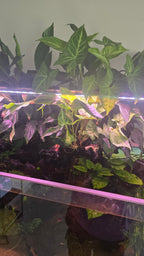 Arrowhead Plant (Syngonium podophyllum)