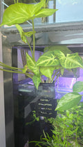 Arrowhead Plant (Syngonium podophyllum)
