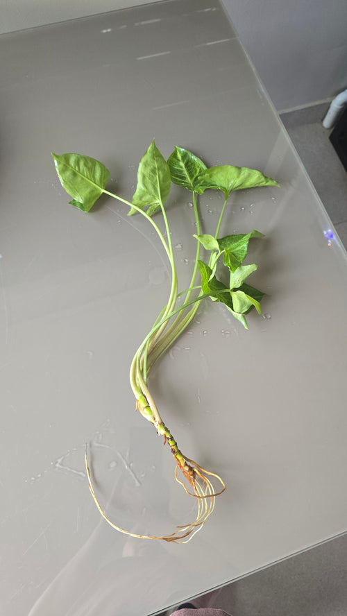 Arrowhead Plant (Syngonium podophyllum)