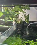 Arrowhead Plant (Syngonium podophyllum)