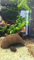 Assassin Snail
