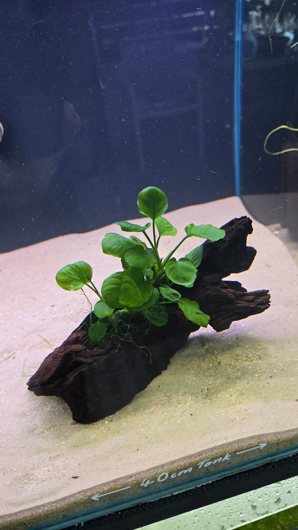 Grove #01 (Mopani wood with Anubias)
