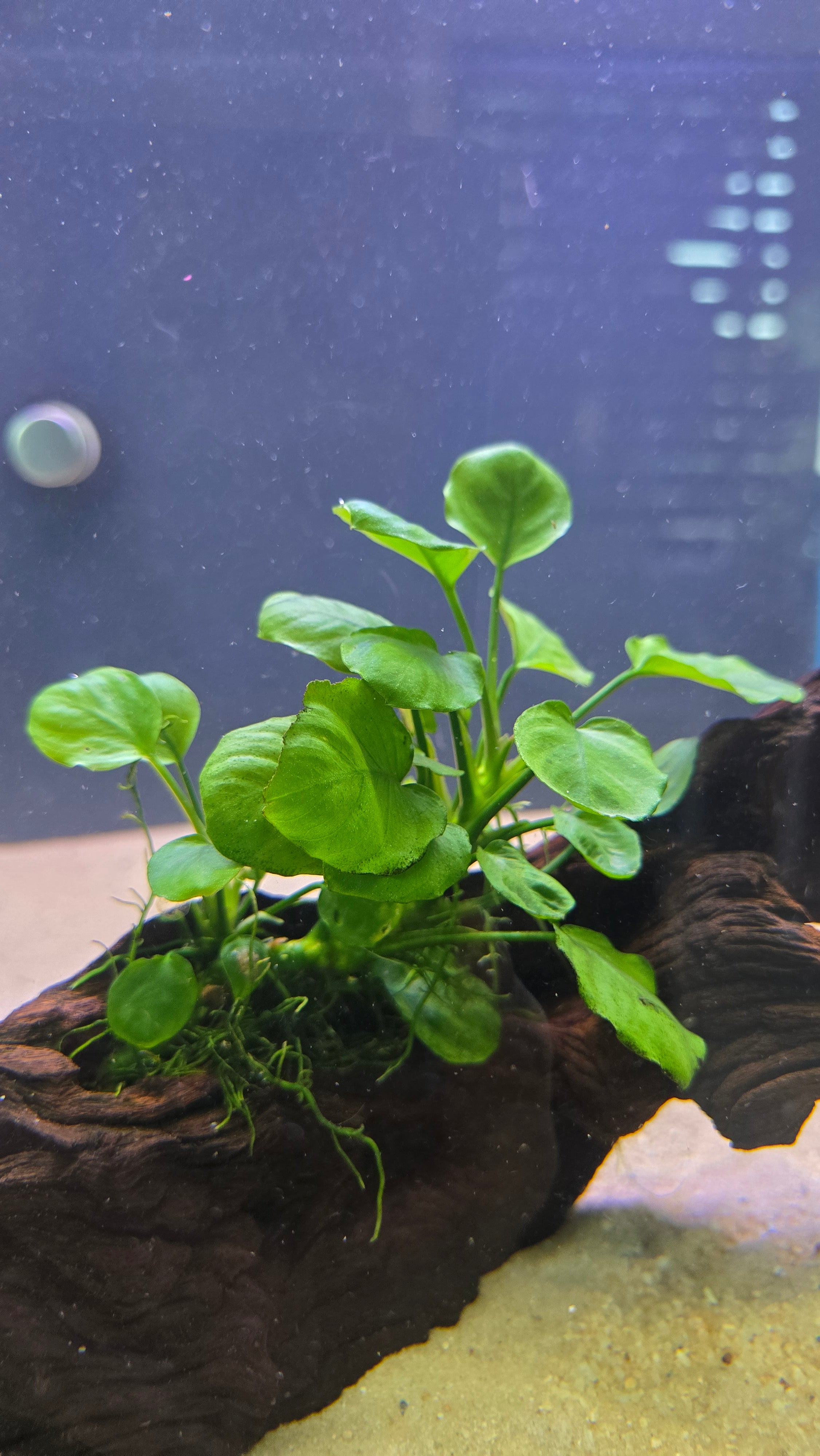Grove #01 (Mopani wood with Anubias)