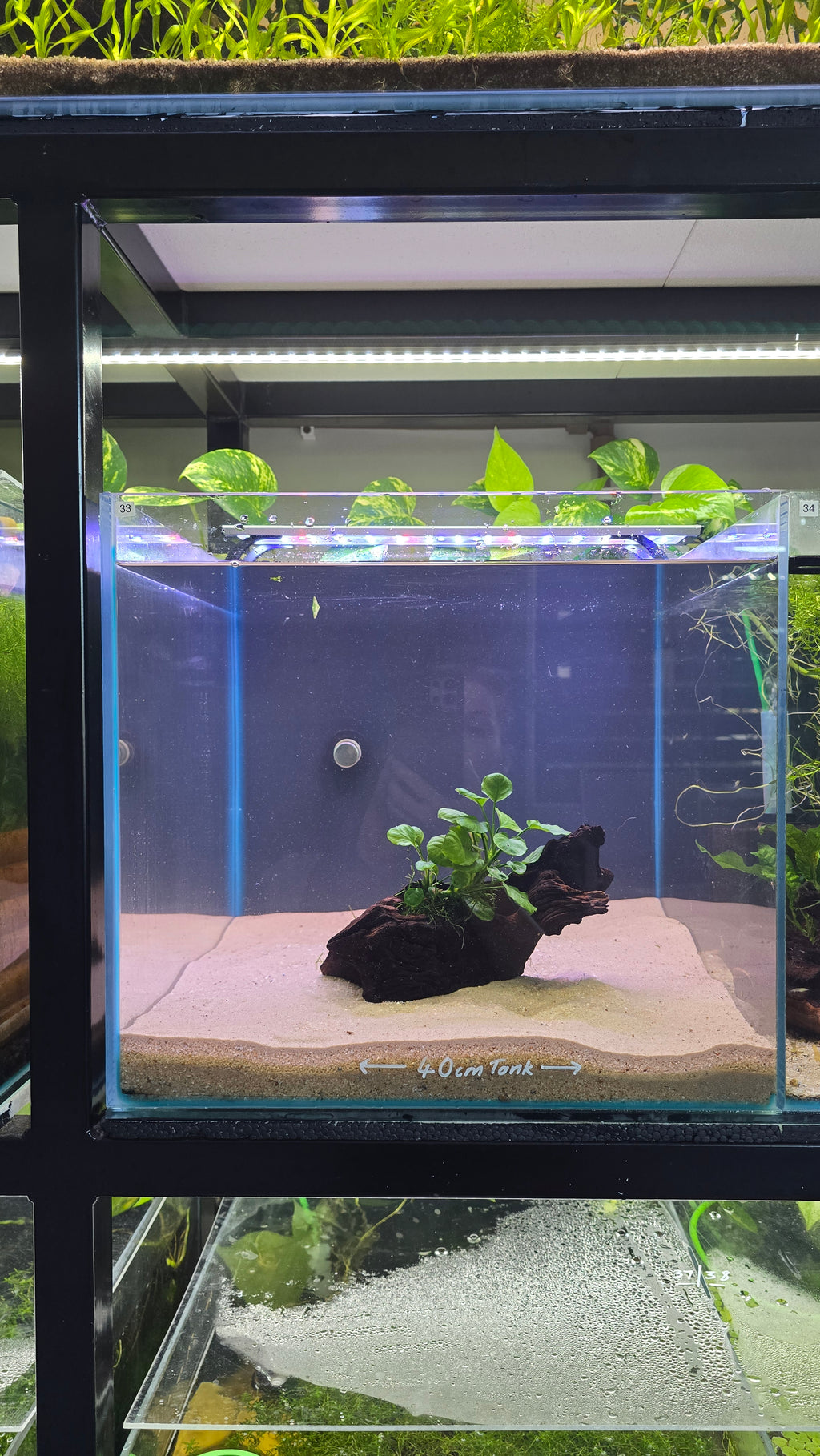 Grove #01 (Mopani wood with Anubias)