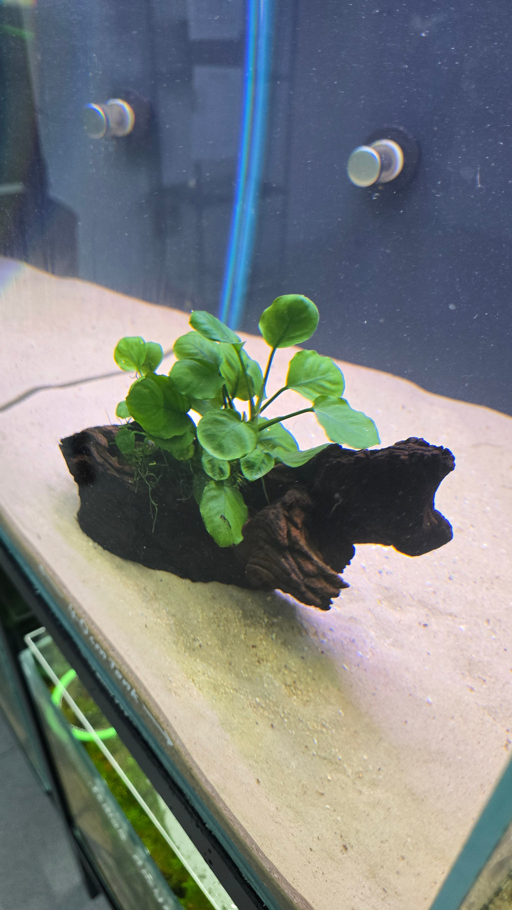Grove #01 (Mopani wood with Anubias)