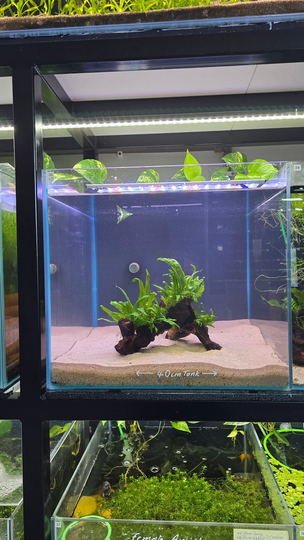 Arch #01 (Mopani wood with Java Fern)