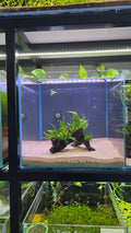 Arch #01 (Mopani wood with Java Fern)
