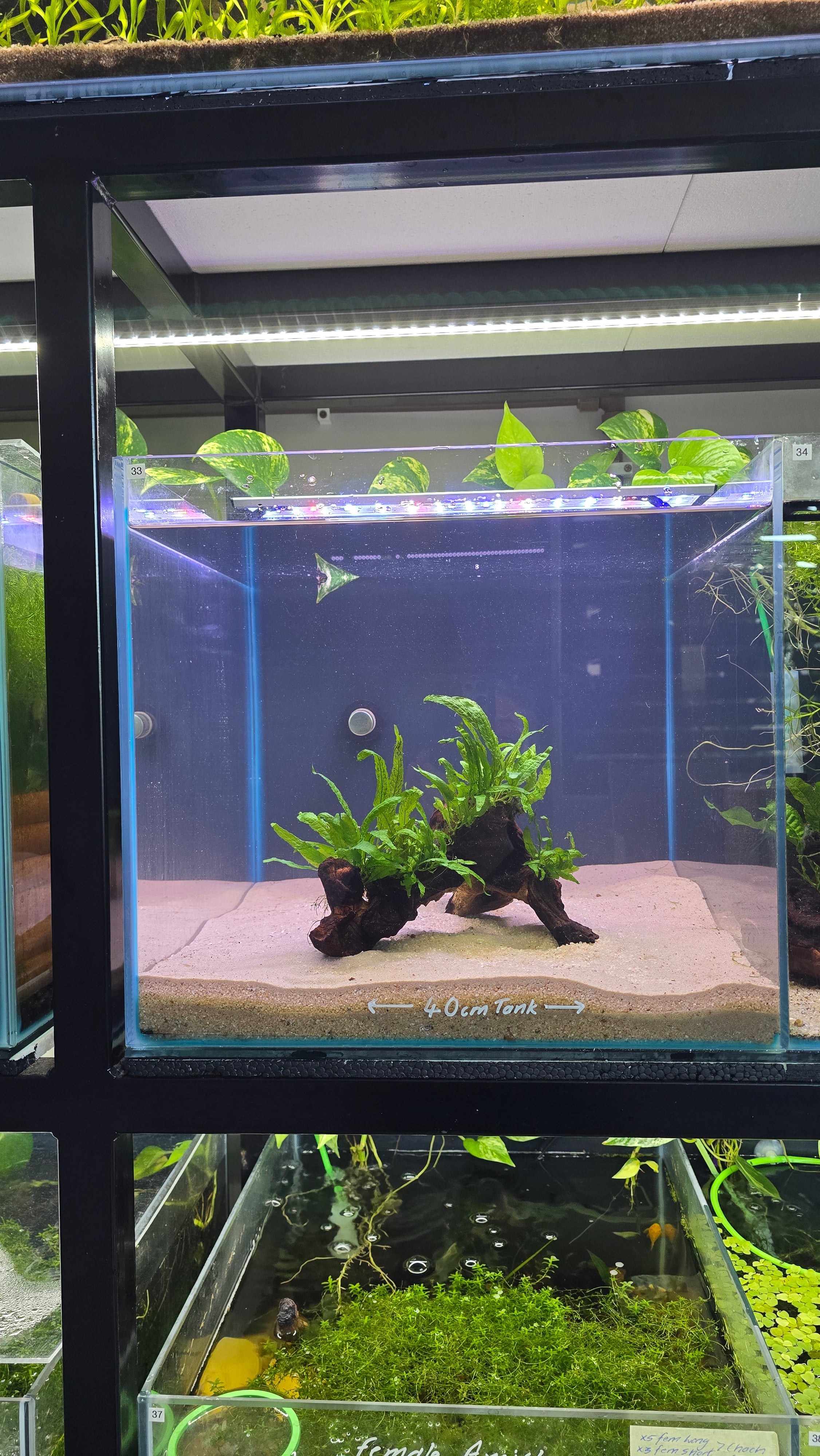 Arch #01 (Mopani wood with Java Fern)