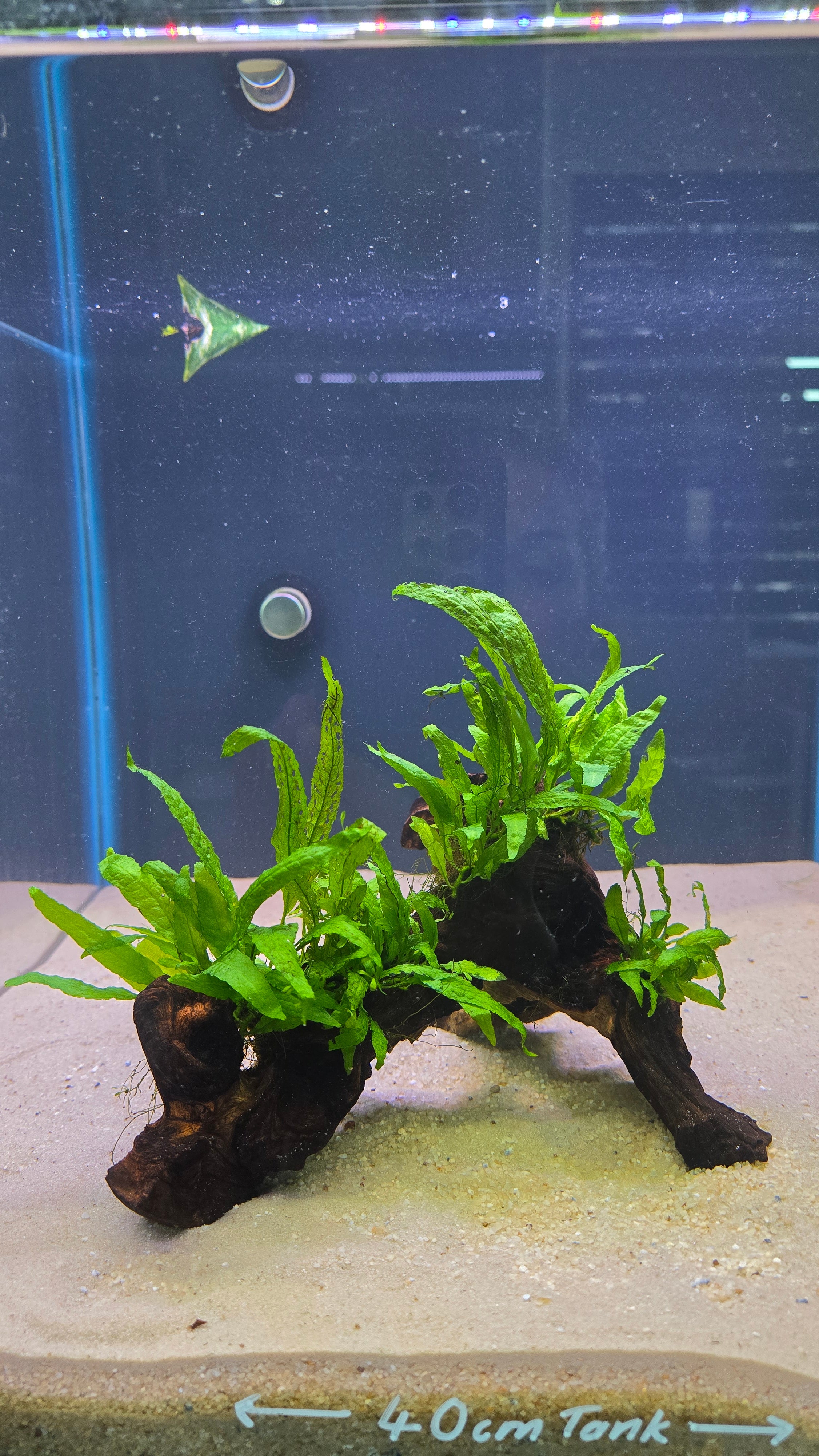 Arch #01 (Mopani wood with Java Fern)