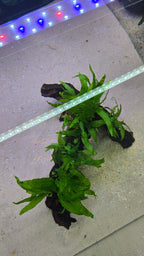 Arch #01 (Mopani wood with Java Fern)