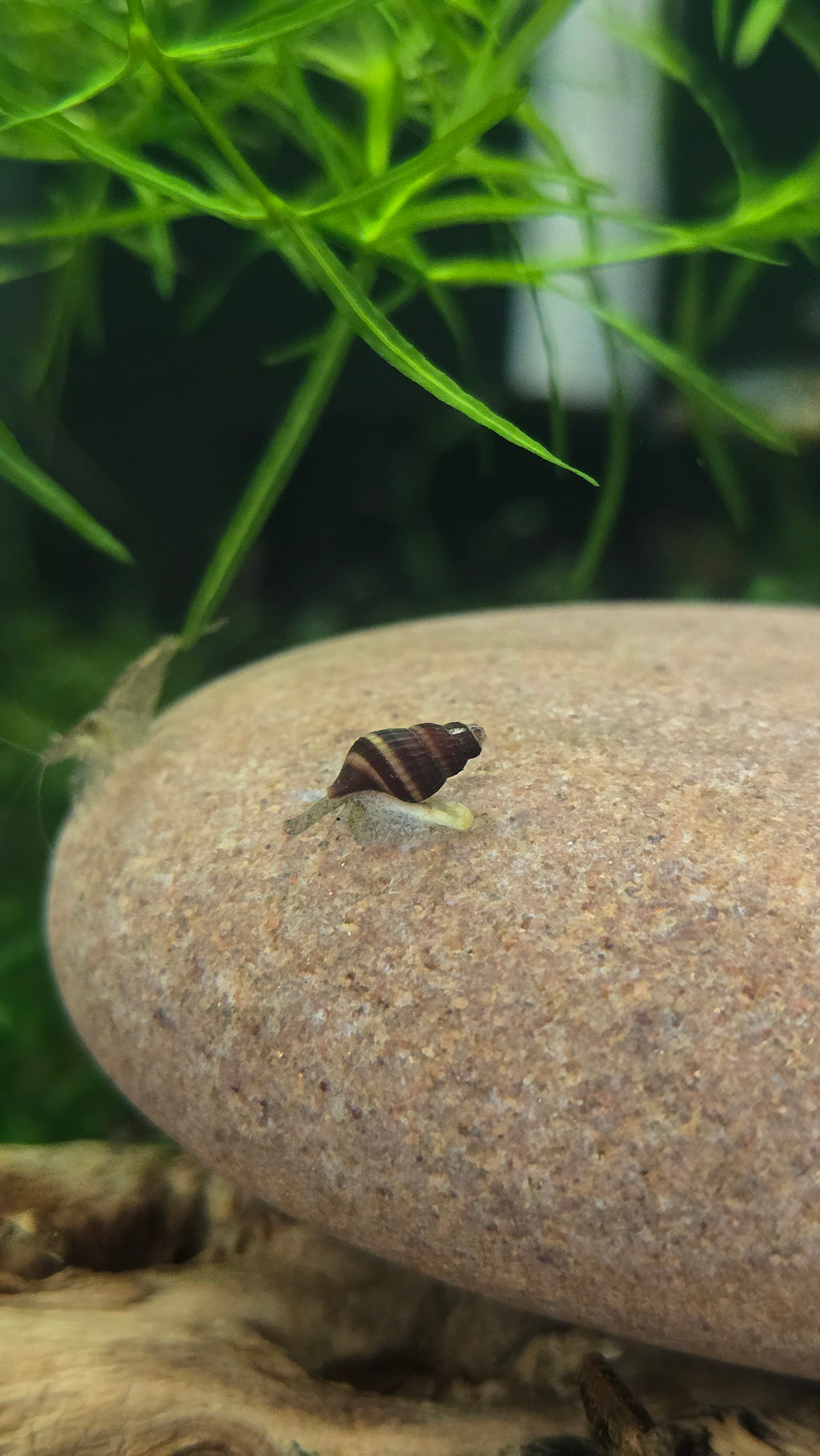 Assassin Snail