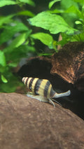 Assassin Snail