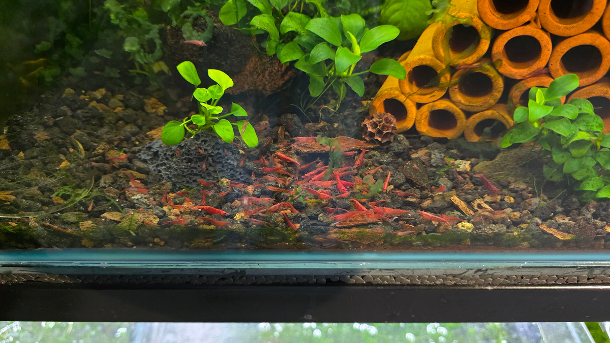 Red Cherry shrimp - Neocaridina